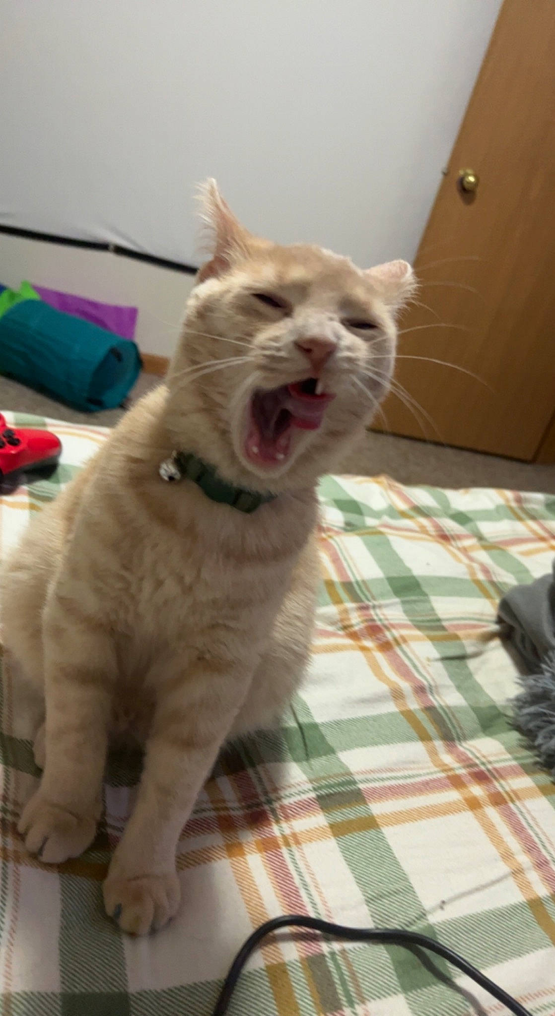 Dior is registered to the contest to win money with this photo: carnivore, cat, claw, comfort, domestic_short_haired_cat, fang, fawn, felidae, fur, linens, pattern, paw, plaid, small_to_medium_sized_cats, snout, tableware, tail, tartan, terrestrial_animal, whiskers