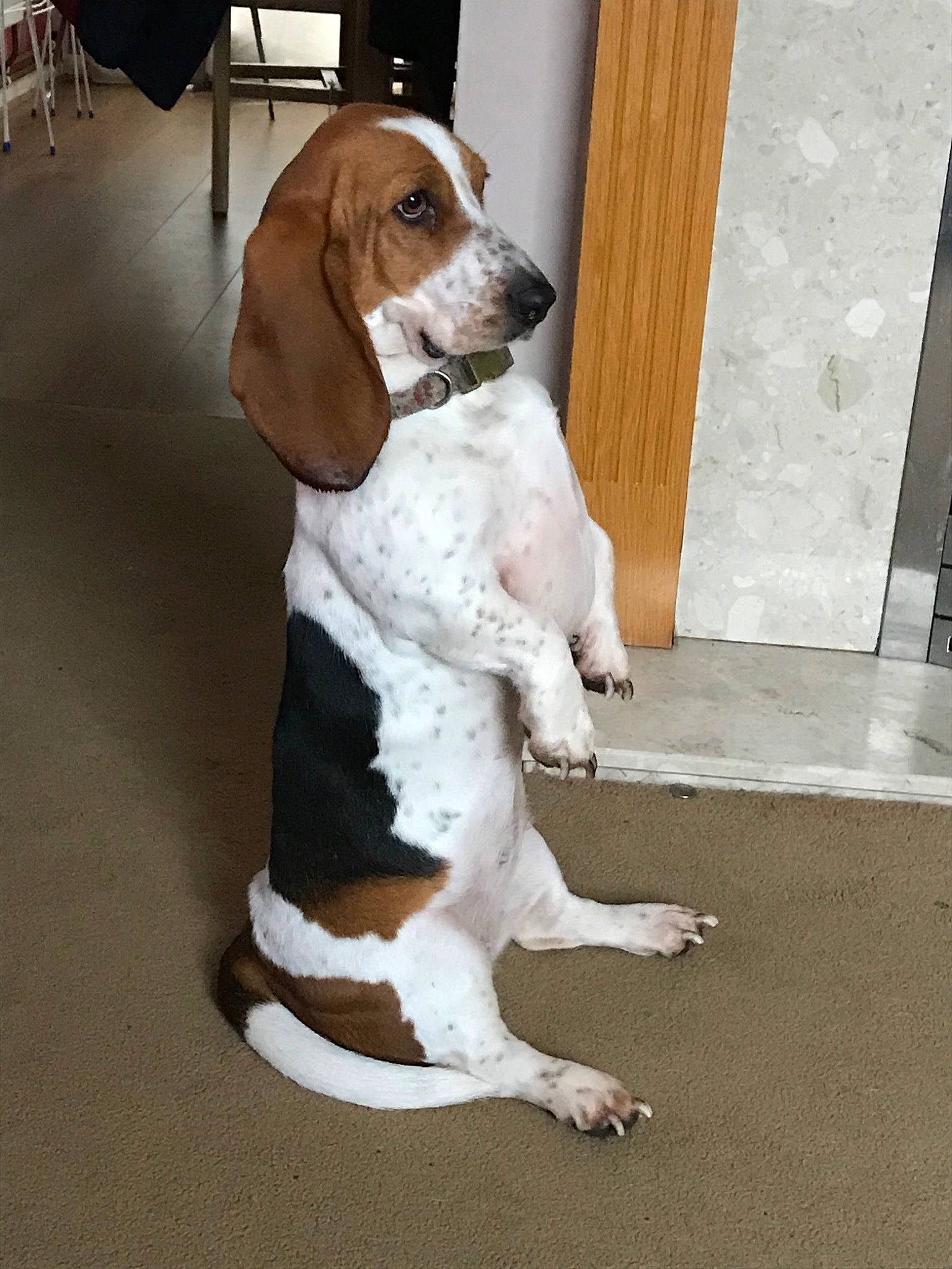 Tilly joined the competition — help win amazing prizes! american_foxhound, artois_hound, basset_artesien_normand, basset_hound, beagle_harrier, canidae, carnivore, companion_dog, coonhound, dog, dog_breed, estonian_hound, finnish_hound, hound, mammal, schweizer_laufhund, snout, sporting_group, treeing_walker_coonhound, vertebrate