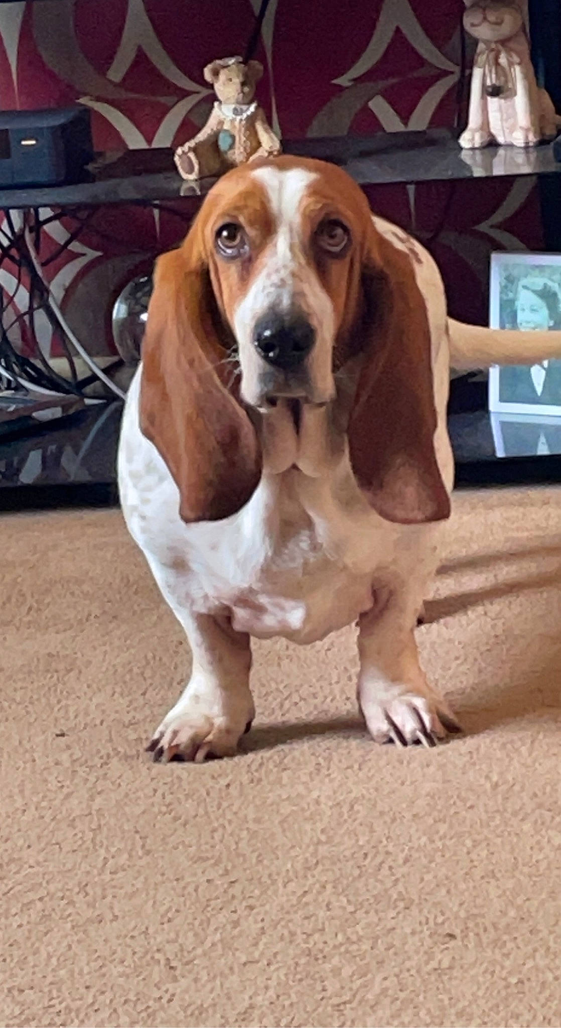 Tilly is registered to the contest to win money with this photo: carnivore, companion_dog, dog, dog_breed, fawn, hound, liver, sporting_group, wood, working_animal