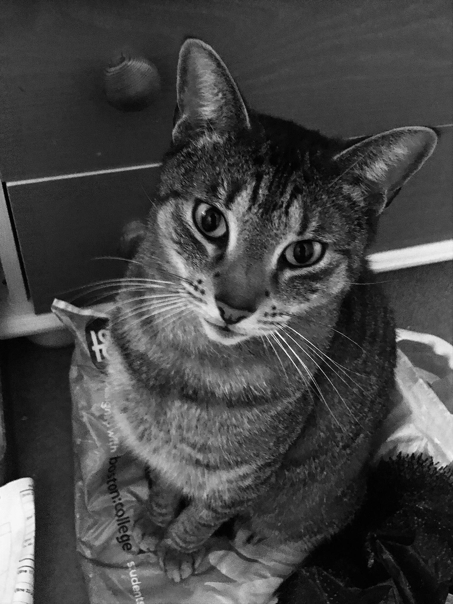 Ollie joined the competition — help win amazing prizes! black_and_white, carnivore, cat, domestic_short_haired_cat, felidae, fur, grey, monochrome, monochrome_photography, paw, sitting, small_to_medium_sized_cats, snout, stock_photography, style, vertebrate, whiskers, wildlife