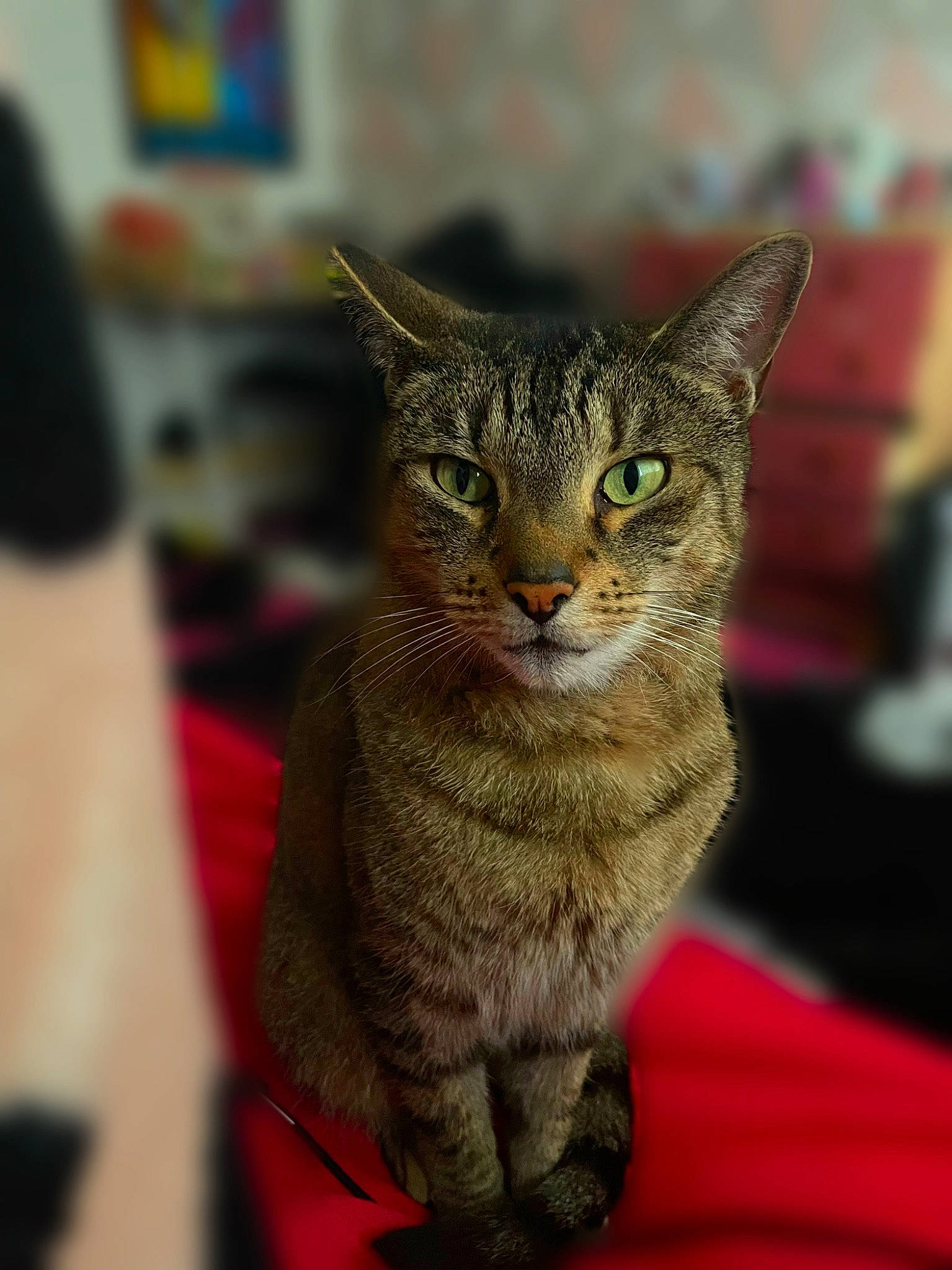 Ollie is registered to the contest to win money with this photo: art, carnivore, cat, claw, domestic_short_haired_cat, felidae, fur, small_to_medium_sized_cats, snout, terrestrial_animal, whiskers, wildlife