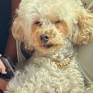 Mama Jones joined the competition — help win amazing prizes! dog, curly_fur, white_dog, pet, animal, necklace, gold_beads, person, arm, bracelet, pink_beads, indoor, closeup, cute, fluffy, companion, resting, adorable, domestic_animal, portrait
