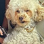 dog, curly_fur, white_dog, pet, animal, necklace, gold_beads, person, arm, bracelet, pink_beads, indoor, closeup, cute, fluffy, companion, resting, adorable, domestic_animal, portrait