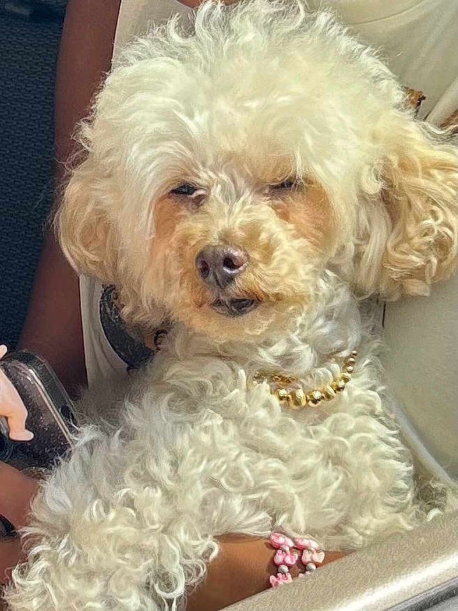 Mama Jones joined the competition — help win amazing prizes! dog, curly_fur, white_dog, pet, animal, necklace, gold_beads, person, arm, bracelet, pink_beads, indoor, closeup, cute, fluffy, companion, resting, adorable, domestic_animal, portrait
