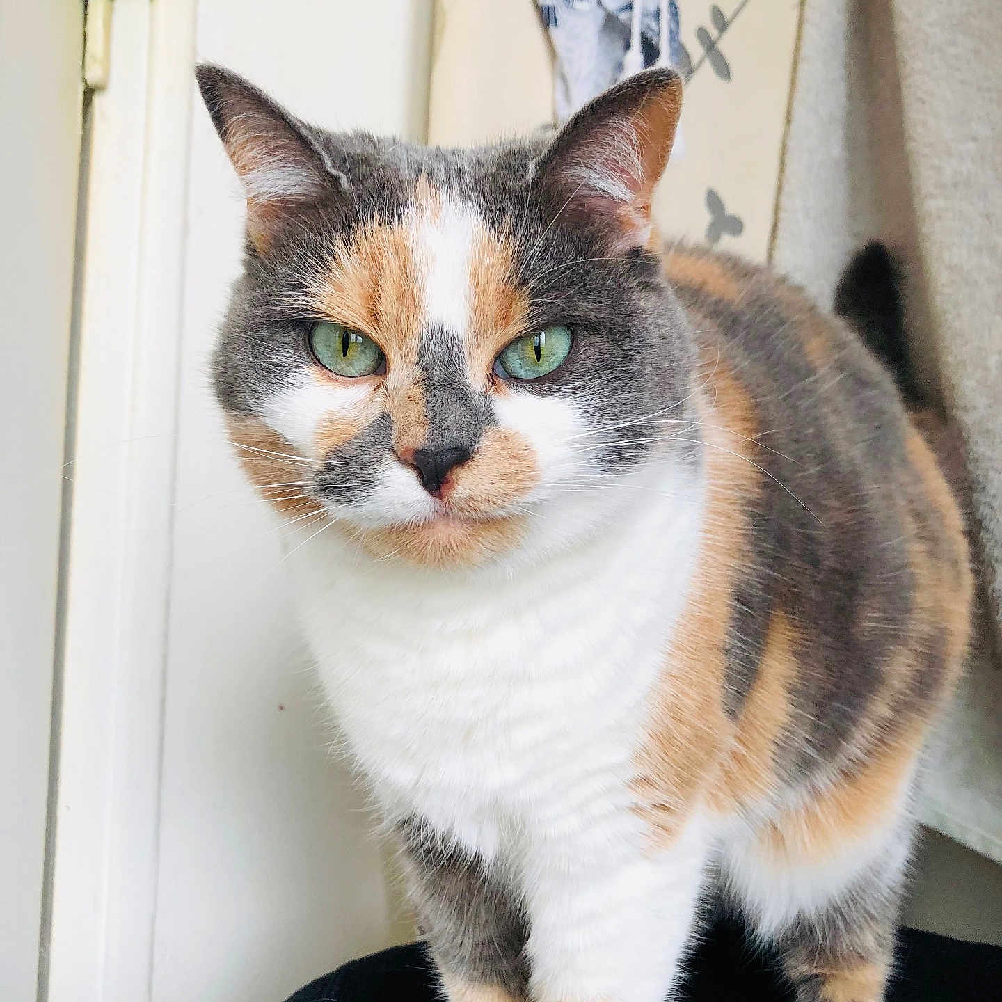 Nikita participe au concours pour gagner de l'argent avec cette photo : abyssinian, angora, animal, brasssection, cat, door, egyptiancat, horn, kitten, manx, musicalinstrument, pet, siamese