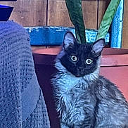 Crazy Mazy is registered to the contest to win money with this photo: alert, animal, blanket, cat, cozy, curious, domestic, eye_contact, feline, fur, green_leaves, home_interior, houseplant, indoor, pet, plant, potted_plant, sitting, texture, wooden_wall