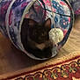 Crazy Mazy joined the competition — help win amazing prizes! cat, black_cat, indoor, pet, tunnel_toy, pom_pom, floor, rug, patterned_rug, wooden_floor, animal, feline, toy, cozy, home, pet_toy, play, cute, domestic_animal, resting