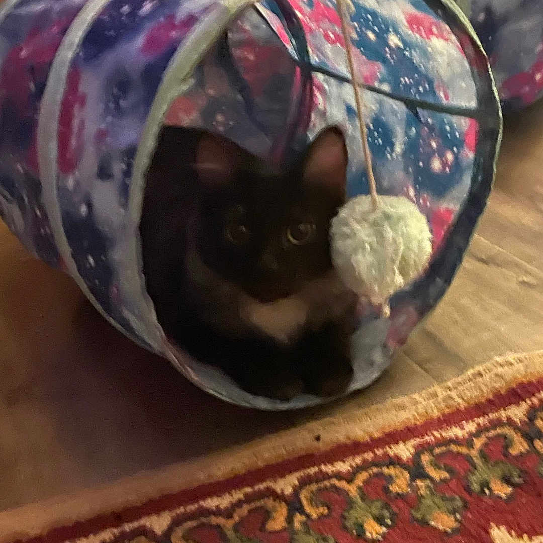 Crazy Mazy joined the competition — help win amazing prizes! animal, black_cat, cat, cozy, cute, domestic_animal, feline, floor, home, indoor, patterned_rug, pet, pet_toy, play, pom_pom, resting, rug, toy, tunnel_toy, wooden_floor