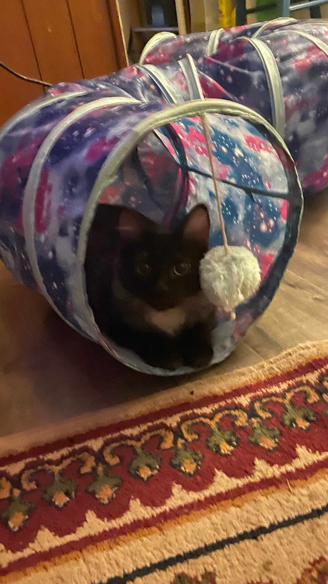 Crazy Mazy joined the competition — help win amazing prizes! cat, black_cat, indoor, pet, tunnel_toy, pom_pom, floor, rug, patterned_rug, wooden_floor, animal, feline, toy, cozy, home, pet_toy, play, cute, domestic_animal, resting