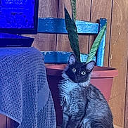 Crazy Mazy joined the competition — help win amazing prizes! cat, chair, plant, potted_plant, wooden_wall, blanket, indoor, furniture, curious, fluffy, pet, domestic_animal, blue_chair, table, television, green_leaves, sitting, wide_eyes, cozy, home