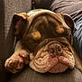 Krispy joined the competition — help win amazing prizes! dog, bulldog, sleeping, close_up, paw, couch, indoor, relaxing, pet, animal, cozy, fur, face, napping, companion, human, blurred_background, soft_lighting, rest, cute