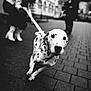 dalmatian, dog, puppy, leash, person, boots, street, urban, black_and_white, sidewalk, blur, motion, playful, crouching, background, walking, animal, pet, outdoor, city