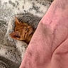 kitten, cat, sleeping, blanket, pink_blanket, gray_blanket, cozy, cute, fur, pet, resting, indoor, soft, comfort, animal, small, tabby, young, relax, warm
