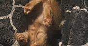 Yoshi is registered to the contest to win money with this photo: kitten, cat, orange_cat, pet, animal, cute, feline, small, fur, whiskers, paws, blanket, pattern, soft, cozy, indoors, resting, young, playful, sleepy