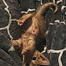 kitten, cat, orange_cat, pet, animal, cute, feline, small, fur, whiskers, paws, blanket, pattern, soft, cozy, indoors, resting, young, playful, sleepy