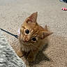 Yoshi joined the competition — help win amazing prizes! kitten, orange_cat, cat, pet, curious, carpet, indoor, fuzzy_blanket, toy, playful, small_animal, cute, whiskers, ears, head_tilt, floor, domestic, fur, young, animal