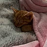 Yoshi joined the competition — help win amazing prizes! kitten, cat, sleeping, blanket, pink_blanket, gray_blanket, cozy, cute, fur, pet, animal, indoor, resting, snuggled, soft, warm, small, domestic_cat, peaceful, comfort