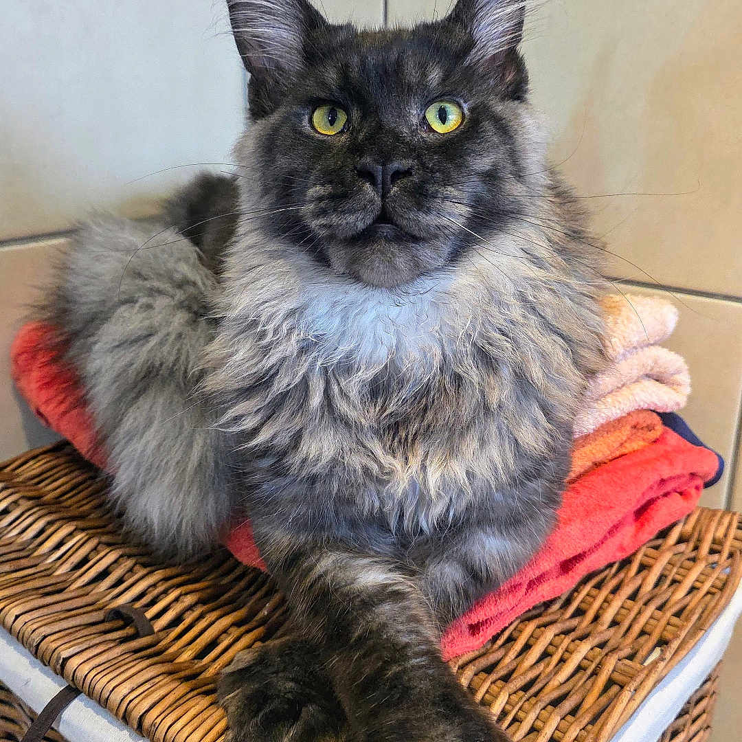 Coco participe au concours pour gagner de l'argent avec cette photo : animal, cat, closeup, cozy, cute, cute_pet, domestic, feline, fluffy, fur, household, indoor, mammal, pet, portrait, relaxed, resting, towels, woven_basket, yellow_eyes