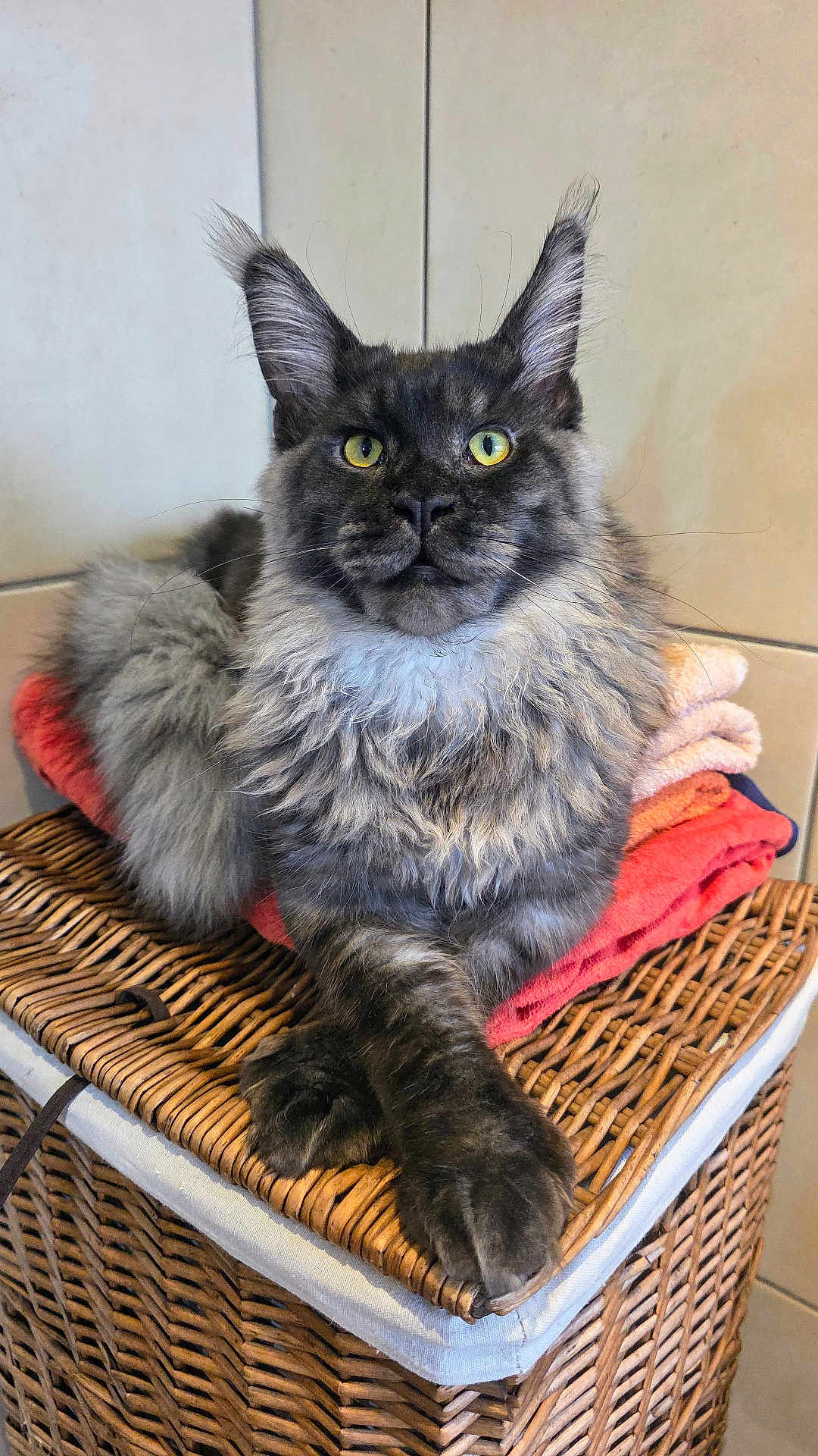 Coco participe au concours pour gagner de l'argent avec cette photo : cat, fluffy, yellow_eyes, towels, woven_basket, indoor, pet, relaxed, feline, fur, animal, portrait, closeup, resting, household, cute, domestic, cute_pet, mammal, cozy