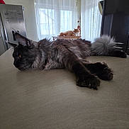 Coco participe au concours pour gagner de l'argent avec cette photo : cat, indoor, furniture, curtains, table, fluffy, relaxed, pet, animal, domestic, orange_cat, gray_cat, window, light, cozy, resting, home, curtain_rod, appliance, peaceful
