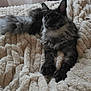 Coco participe au concours pour gagner de l'argent avec cette photo : cat, fluffy, gray, pet, animal, indoor, blanket, texture, relaxing, fur, bedroom, cozy, curtain, window, soft_light, resting, domestic_animal, whiskers, ears, tail