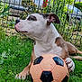 Esmee participe au concours pour gagner de l'argent avec cette photo : dog, grass, soccer_ball, outdoor, pet, fence, garden, car, animal, canine, playing, resting, greenery, summer, leisure, paw, side_view, nature, daylight, domestic_animal