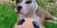 Esmee participe au concours pour gagner de l'argent avec cette photo : dog, soccer_ball, grass, outdoor, pet, animal, garden, fence, playful, paw, greenery, summer, canine, toy, resting, nature, daylight, closeup, cute, brown_and_white