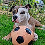 dog, soccer_ball, grass, outdoor, pet, animal, garden, fence, playful, paw, greenery, summer, canine, toy, resting, nature, daylight, closeup, cute, brown_and_white