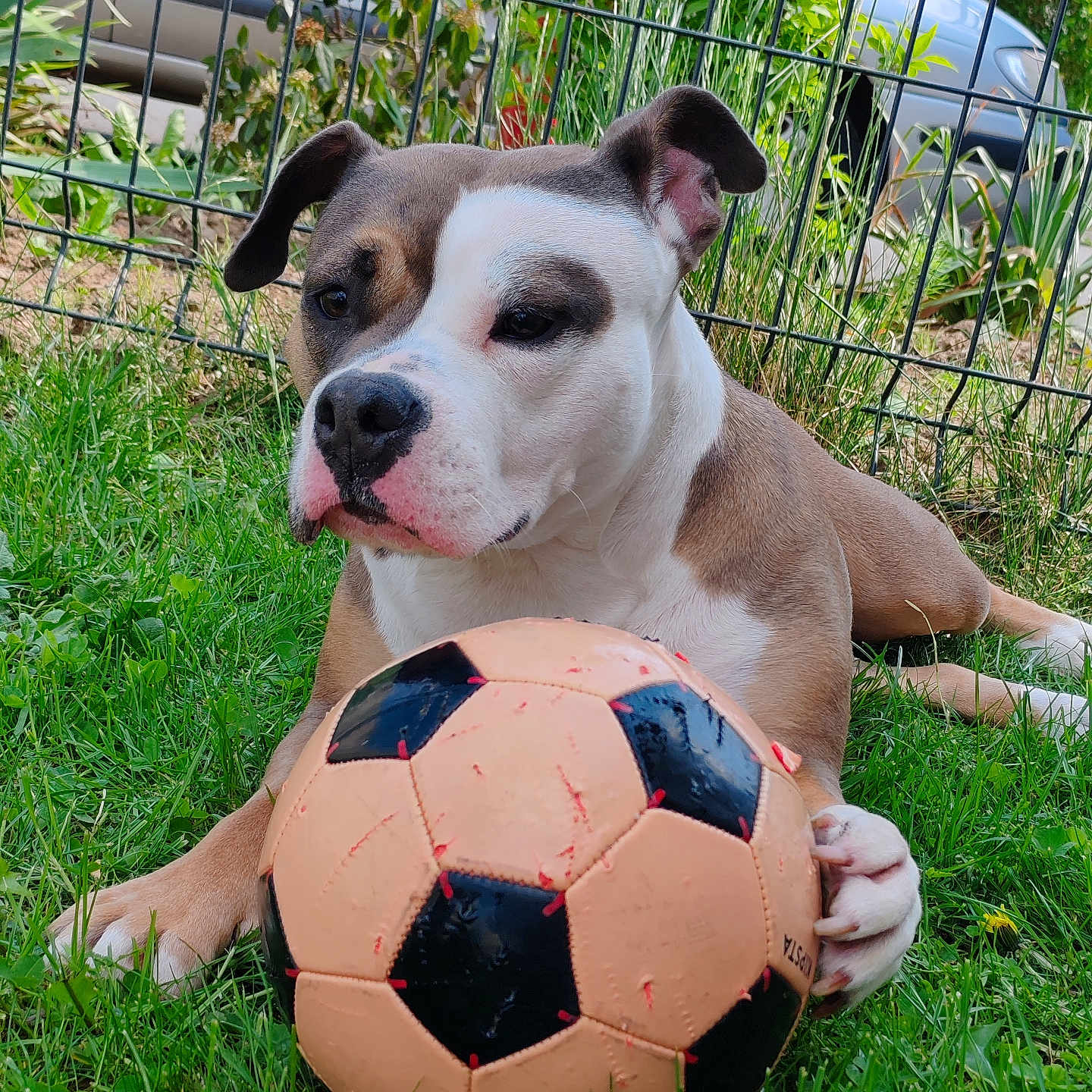 Esmee participe au concours pour gagner de l'argent avec cette photo : animal, brown_and_white, canine, closeup, cute, daylight, dog, fence, garden, grass, greenery, nature, outdoor, paw, pet, playful, resting, soccer_ball, summer, toy