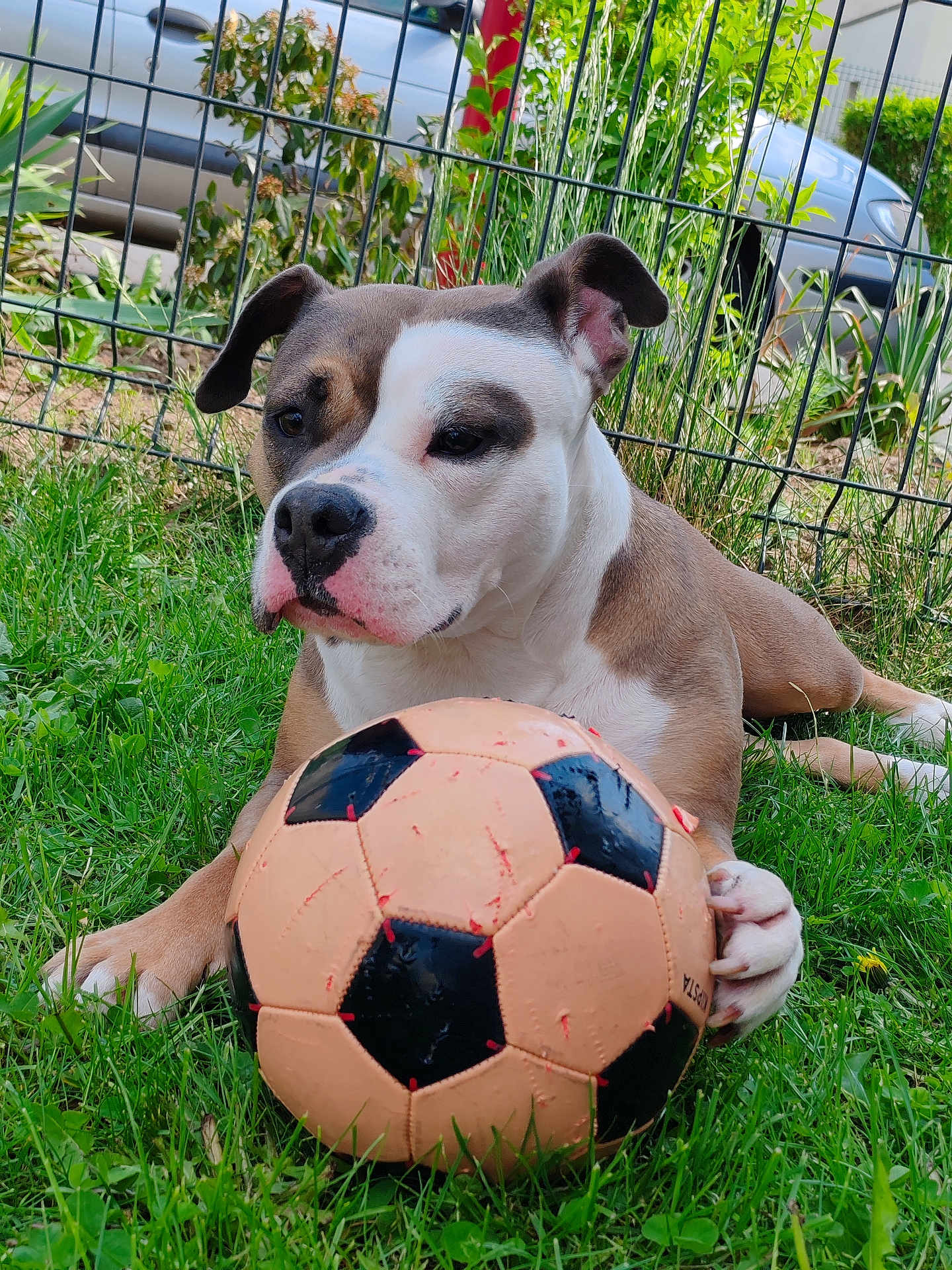 Esmee participe au concours pour gagner de l'argent avec cette photo : dog, soccer_ball, grass, outdoor, pet, animal, garden, fence, playful, paw, greenery, summer, canine, toy, resting, nature, daylight, closeup, cute, brown_and_white
