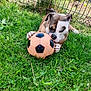 Esmee a rejoint le concours — aidez-le/la à gagner de superbes lots ! dog, soccer_ball, grass, outdoor, pet, playing, animal, fence, garden, greenery, paw, canine, chewing, summer, nature, fun, toy, closeup, daylight, resting