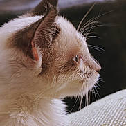 Naya a rejoint le concours — aidez-le/la à gagner de superbes lots ! cat, close_up, side_profile, fluffy, white_fur, brown_fur, whiskers, pet, animal, domestic_cat, soft_light, indoor, portrait, fur_texture, looking_away, cute, feline, young_cat, focused, calm