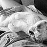 cat, sleeping, person, hand, lap, furry, black_and_white, relaxation, indoor, cozy, pet, animal, resting, fur, comfort, closeup, gentle, casual, calm, human