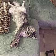 Arrow a rejoint le concours — aidez-le/la à gagner de superbes lots ! blanket, cat, couch, cozy, domestic, feline, fluffy, fur, gray_cat, green_couch, home, indoor, leopard_print, paw, pet, relaxed, resting, stretched, tile_floor, whiskers