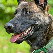 Skye a rejoint le concours — aidez-le/la à gagner de superbes lots ! dog, canine, pet, close_up, portrait, tongue_out, teeth, ears, brown_fur, black_fur, green_collar, outdoor, nature, blurred_background, happy, animal, friendly, snout, expression, fur