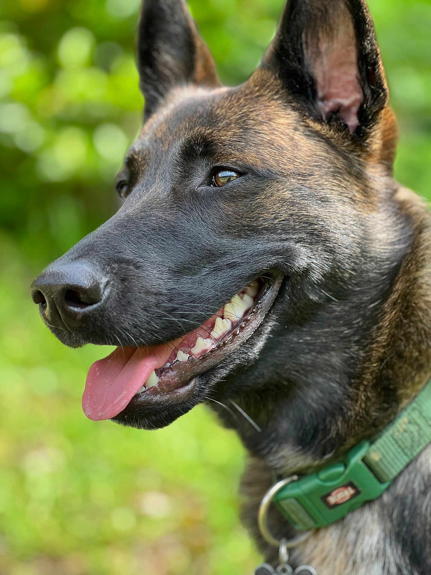 Skye a rejoint le concours — aidez-le/la à gagner de superbes lots ! dog, canine, pet, close_up, portrait, tongue_out, teeth, ears, brown_fur, black_fur, green_collar, outdoor, nature, blurred_background, happy, animal, friendly, snout, expression, fur