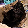 Derek joined the competition — help win amazing prizes! black_cat, cat, paper_bag, pet, indoor, curious, animal, feline, eyes, face, whiskers, sitting, looking_up, water_bottle, towel, bowl, food, table, household, cute