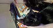 Derek is registered to the contest to win money with this photo: black_cat, cat, pet, indoor, person, hand, mirror, dresser, bottles, long_hair, hello_kitty, ring, relaxed, close_up, furniture, skin, nail_polish, reflection, room, casual