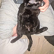 Derek joined the competition — help win amazing prizes! black_cat, cat, pet, animal, person, lap, grey_sweatpants, hoodie, indoor, relaxed, curious, feline, fur, sitting, hand, comfort, casual_clothing, home, cozy, texture