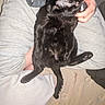 black_cat, cat, pet, animal, person, lap, grey_sweatpants, hoodie, indoor, relaxed, curious, feline, fur, sitting, hand, comfort, casual_clothing, home, cozy, texture