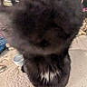 Derek is registered to the contest to win money with this photo: cat, black_cat, close_up, blurry, indoor, carpet, pet, whiskers, curious, feline, nose, white_patch, animal, domestic, floor, bowl, home, curiosity, blurred_face, black_fur