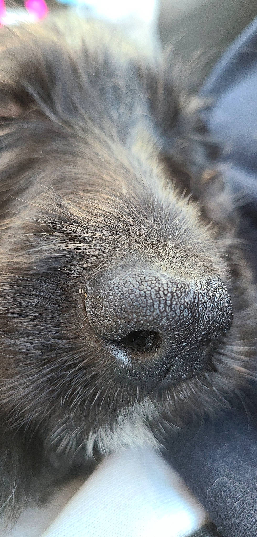 Genevieve is registered to the contest to win money with this photo: canidae, carnivore, close_up, dog, dog_breed, ear, eye, fur, grey, head, liver, livestock, monochrome, monochrome_photography, snout, sporting_group, terrestrial_animal, whiskers, wildlife, working_animal