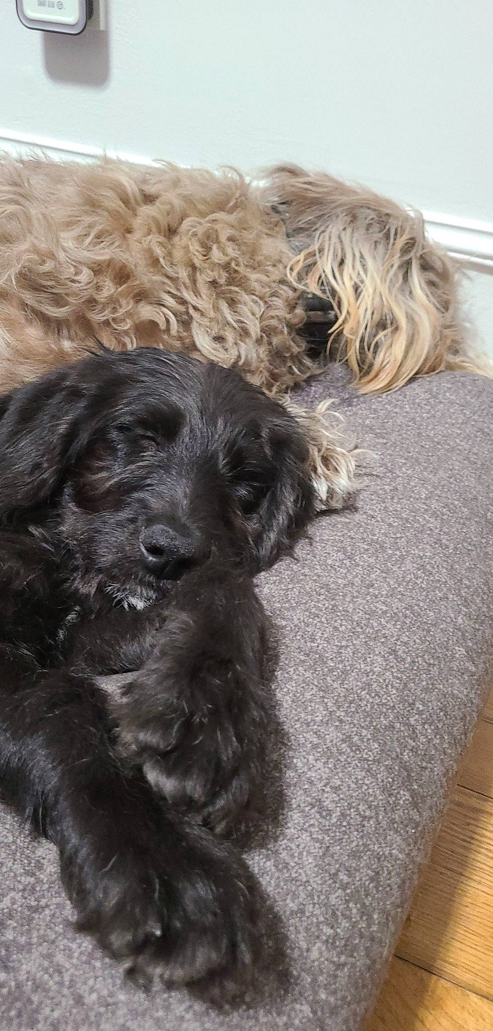 Genevieve is registered to the contest to win money with this photo: canidae, carnivore, companion_dog, dog, dog_breed, dog_collar, fawn, fur, labradoodle, liver, maltepoo, pet_supply, poodle, snout, sporting_group, terrestrial_animal, terrier, toy_dog, water_dog, working_animal