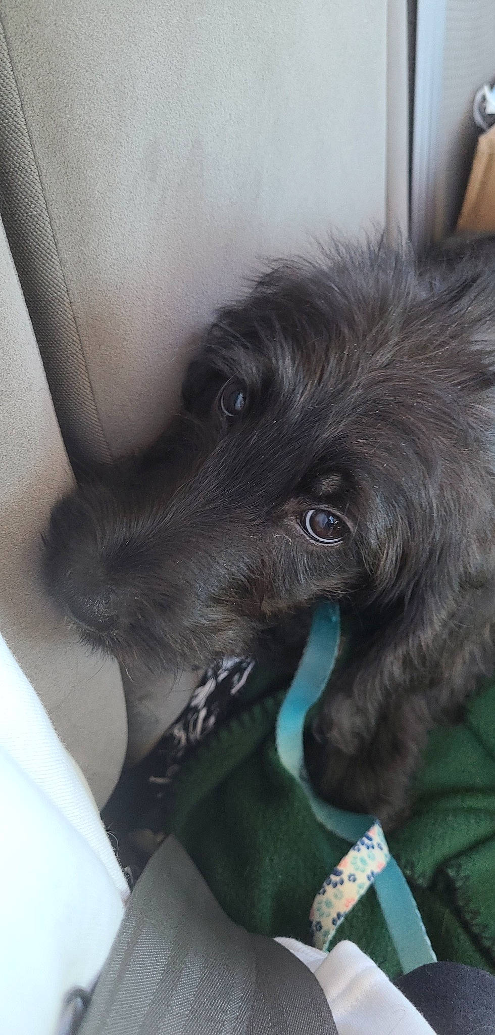 Genevieve is registered to the contest to win money with this photo: black_cat, borador, canidae, carnivore, claw, comfort, companion_dog, dog, dog_breed, ear, felidae, fur, gesture, liver, nap, puppy, small_to_medium_sized_cats, snout, sporting_group, whiskers