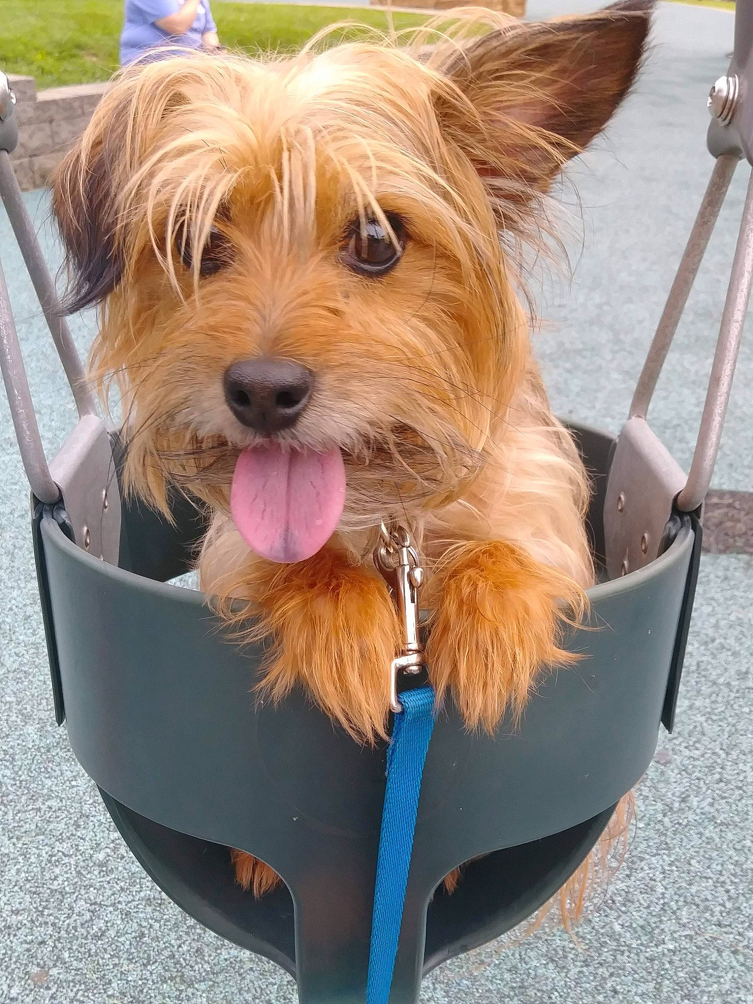 Chewie joined the competition — help win amazing prizes! carnivore, collar, companion_dog, dog, dog_breed, dog_collar, dog_supply, fashion_accessory, fur, leash, liver, pet_supply, small_terrier, snout, sporting_group, terrier, toy_dog, working_animal, yorkipoo, yorkshire_terrier