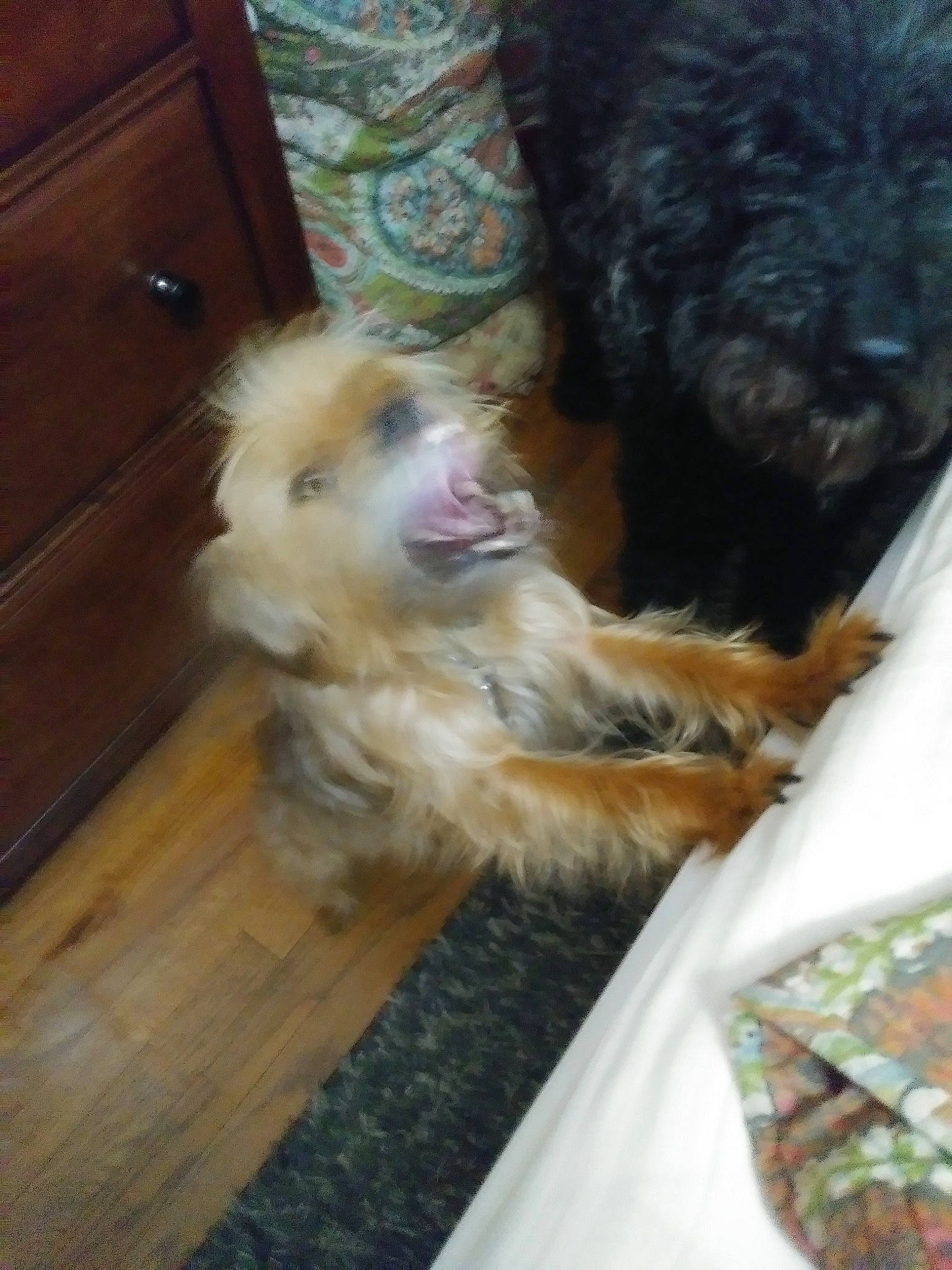 Chewie is registered to the contest to win money with this photo: cabinetry, carnivore, companion_dog, dog, dog_breed, dog_supply, felidae, flooring, fur, hardwood, liver, small_terrier, snout, sporting_group, terrier, toy_dog, varnish, wood, wood_stain, working_animal