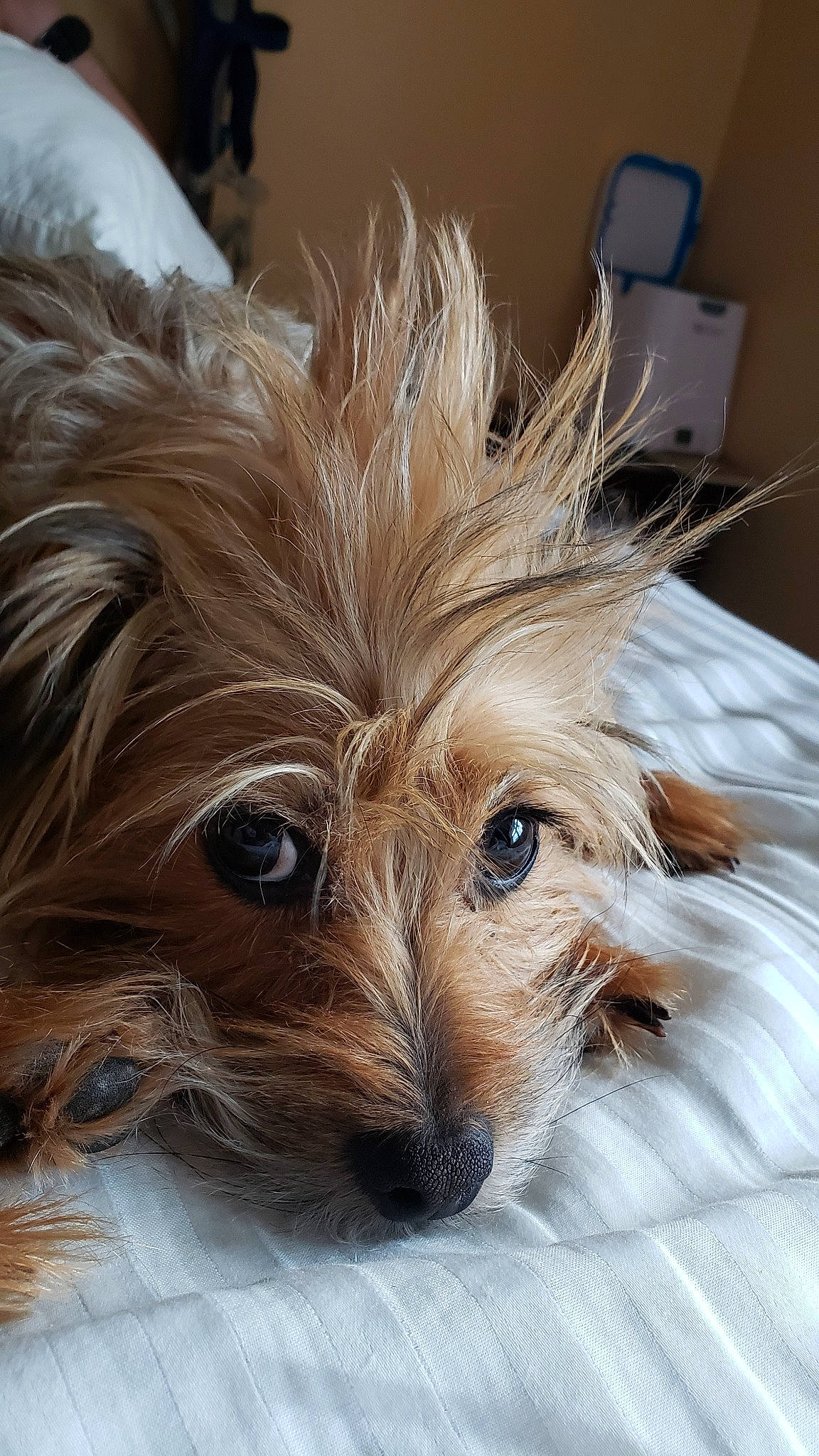 Chewie joined the competition — help win amazing prizes! australian_terrier, biewer_terrier, canidae, carnivore, companion_dog, dog, dog_breed, ear, fawn, fur, liver, small_terrier, snout, sporting_group, terrestrial_animal, terrier, toy_dog, water_dog, whiskers, yorkipoo