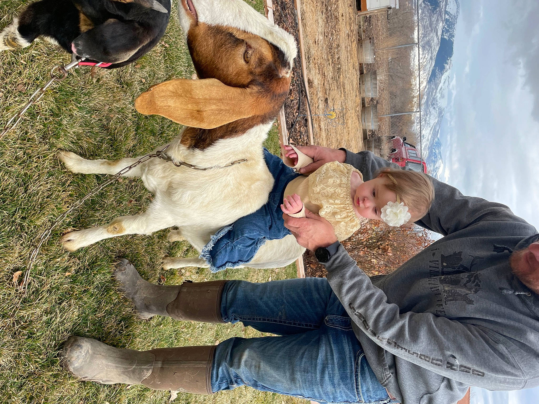 Leona joined the competition — help win amazing prizes! carnivore, companion_dog, dog, dog_breed, fawn, fun, fur, grass, happy, jacket, leisure, person, plant, smile, sporting_group, tree, winter