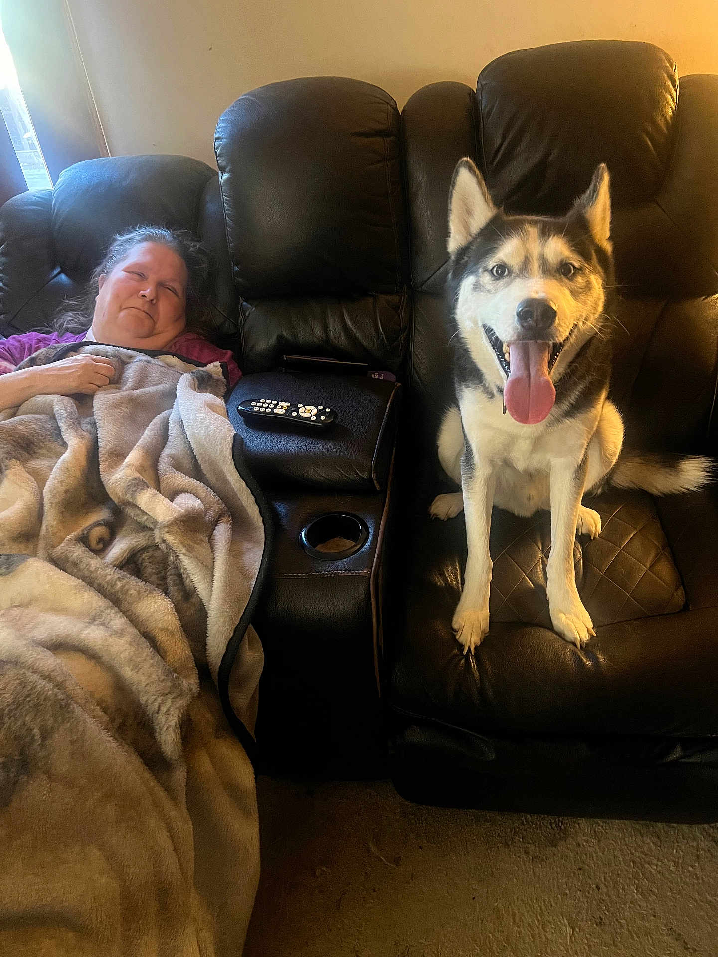 Cider is registered to the contest to win money with this photo: person, dog, husky, leather_couch, blanket, remote_control, living_room, smiling_dog, indoor, relaxing, furniture, happy, pet, tongue_out, window_light, seated, resting, cozy, home, comfort