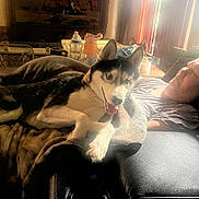 Cider joined the competition — help win amazing prizes! dog, husky, person, couch, indoor, relaxing, sunlight, blanket, furniture, window, table, water_bottle, cup, pet, resting, living_room, comfort, home, portrait, leisure